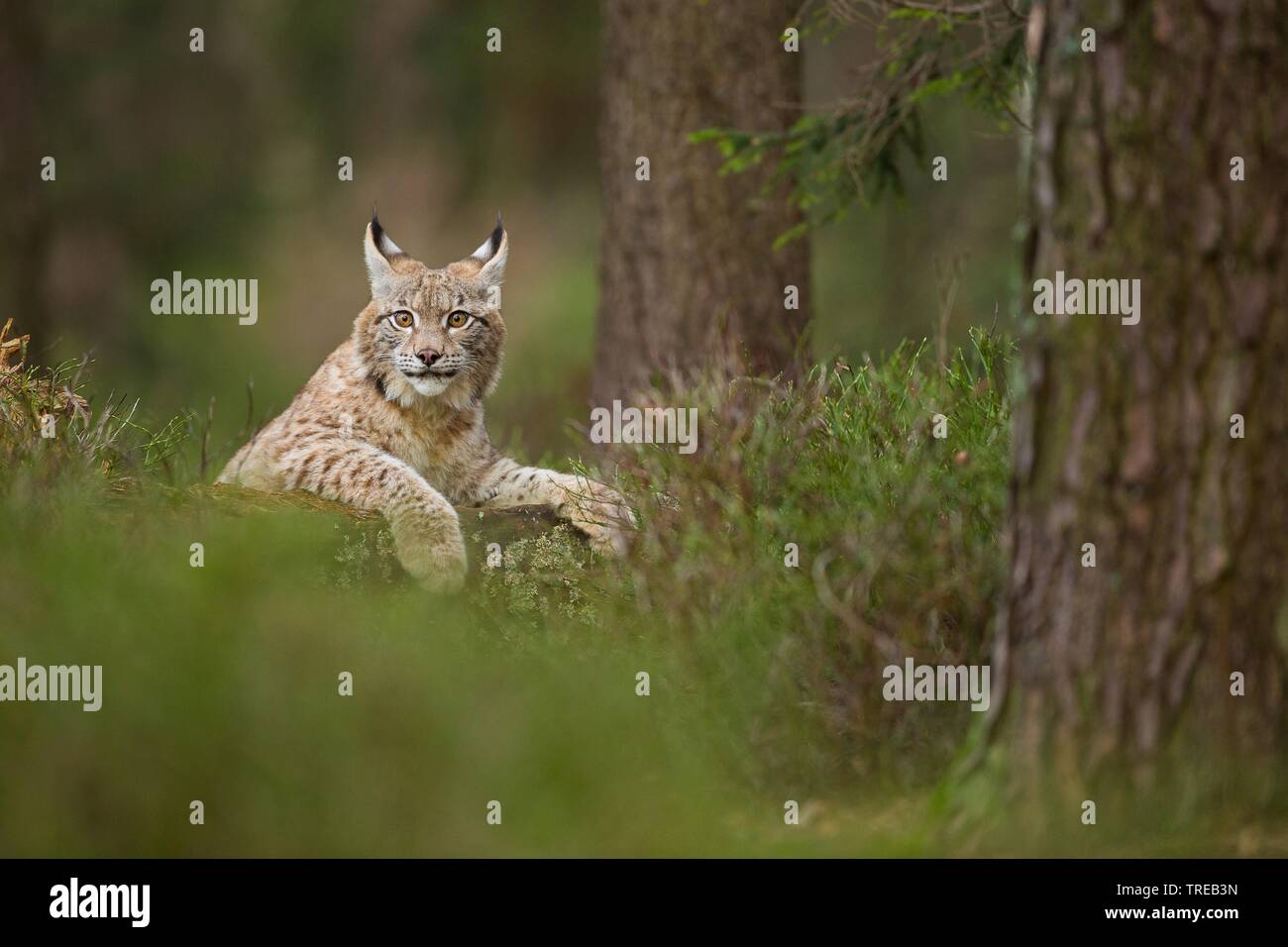 Carpates du lynx (Lynx lynx carpathicus), en forêt, le contact oculaire, République Tchèque Banque D'Images
