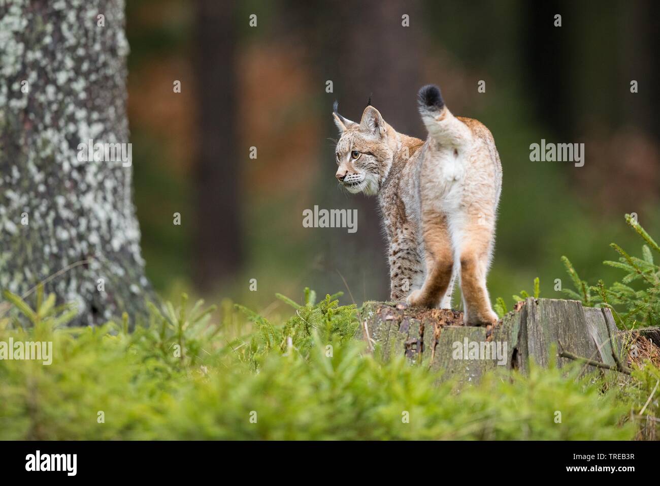 Carpates du lynx (Lynx lynx carpathicus), en forêt, en République Tchèque Banque D'Images