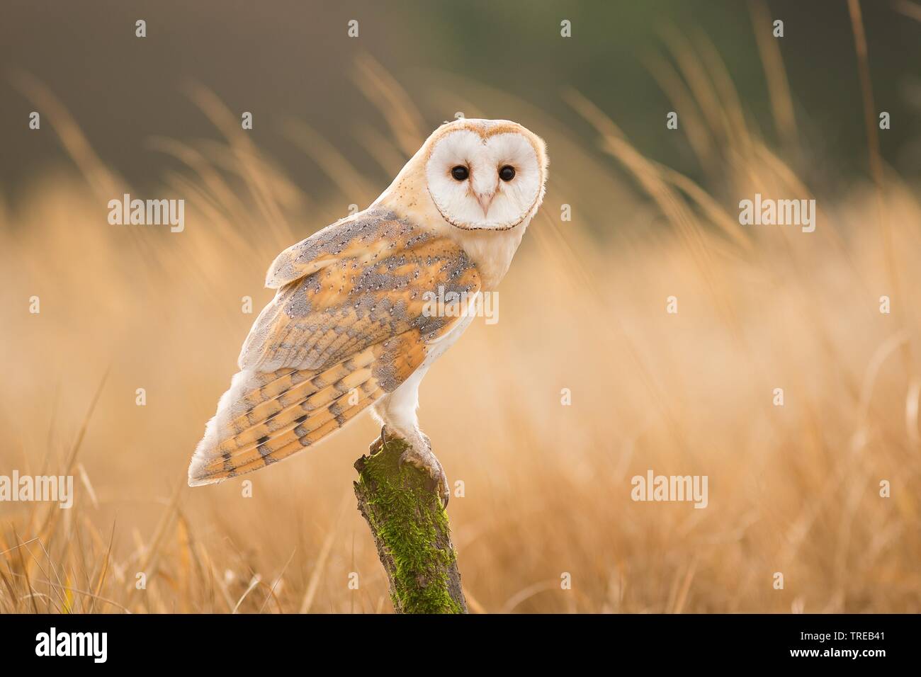 Effraie des clochers (Tyto alba), est assis sur un arbre mort, le contact oculaire, République Tchèque Banque D'Images
