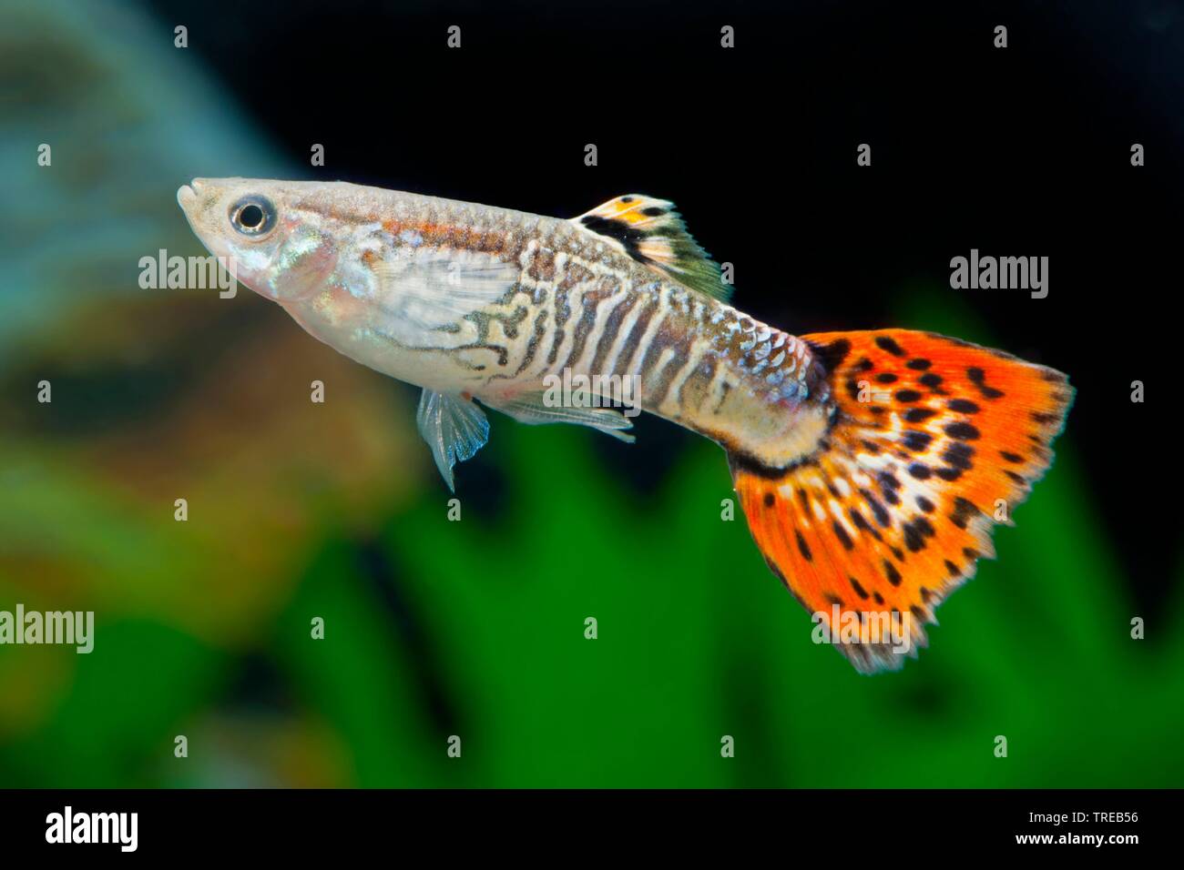 Guppy (Poecilia reticulata, Lebistes reticulatus, Lebistes reticulata), sous forme d'élevage Pourriture Cobra Banque D'Images