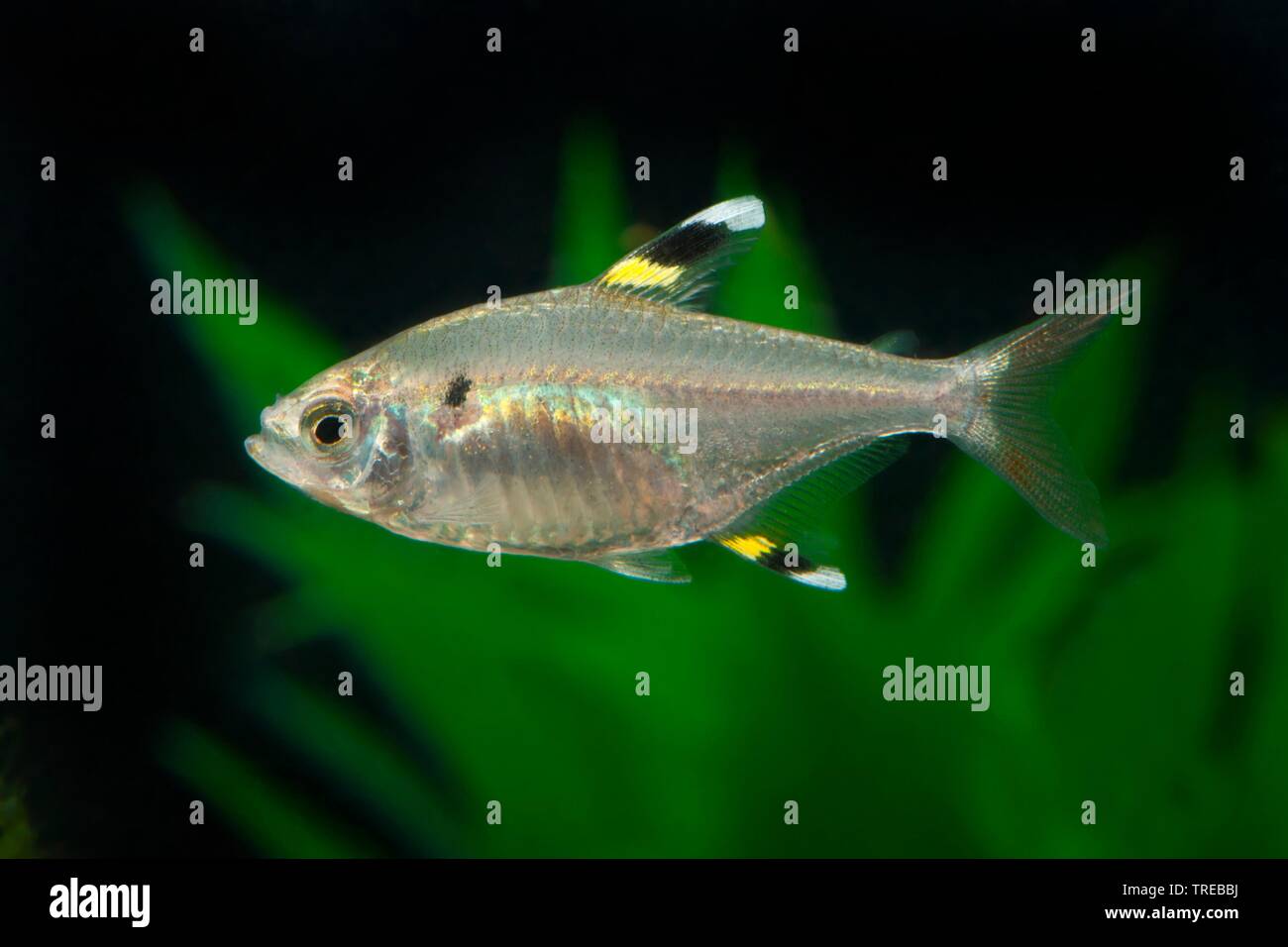 X-RAY X-ray, Tetra, poisson (pristella maxillaris Pristella, Pristella riddlei), piscine, vue de côté Banque D'Images