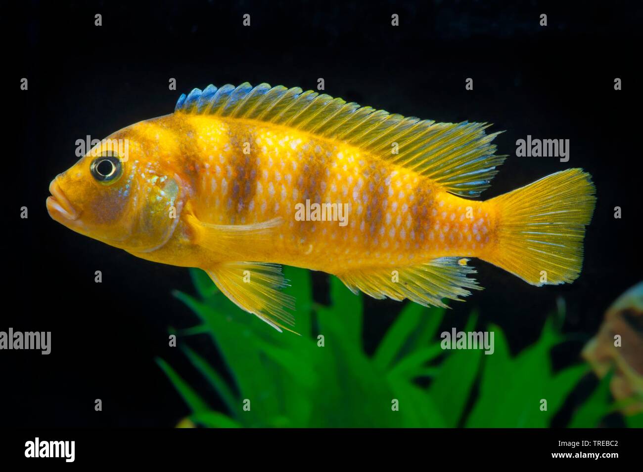 Lombardo (cichlidés Pseudotropheus lombardoi Maylandia lombardoi Pseudotropheus,, liliancinius), piscine, vue de côté Banque D'Images