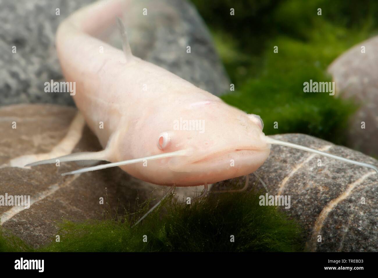 Albino Catfish Banque D Image Et Photos Alamy