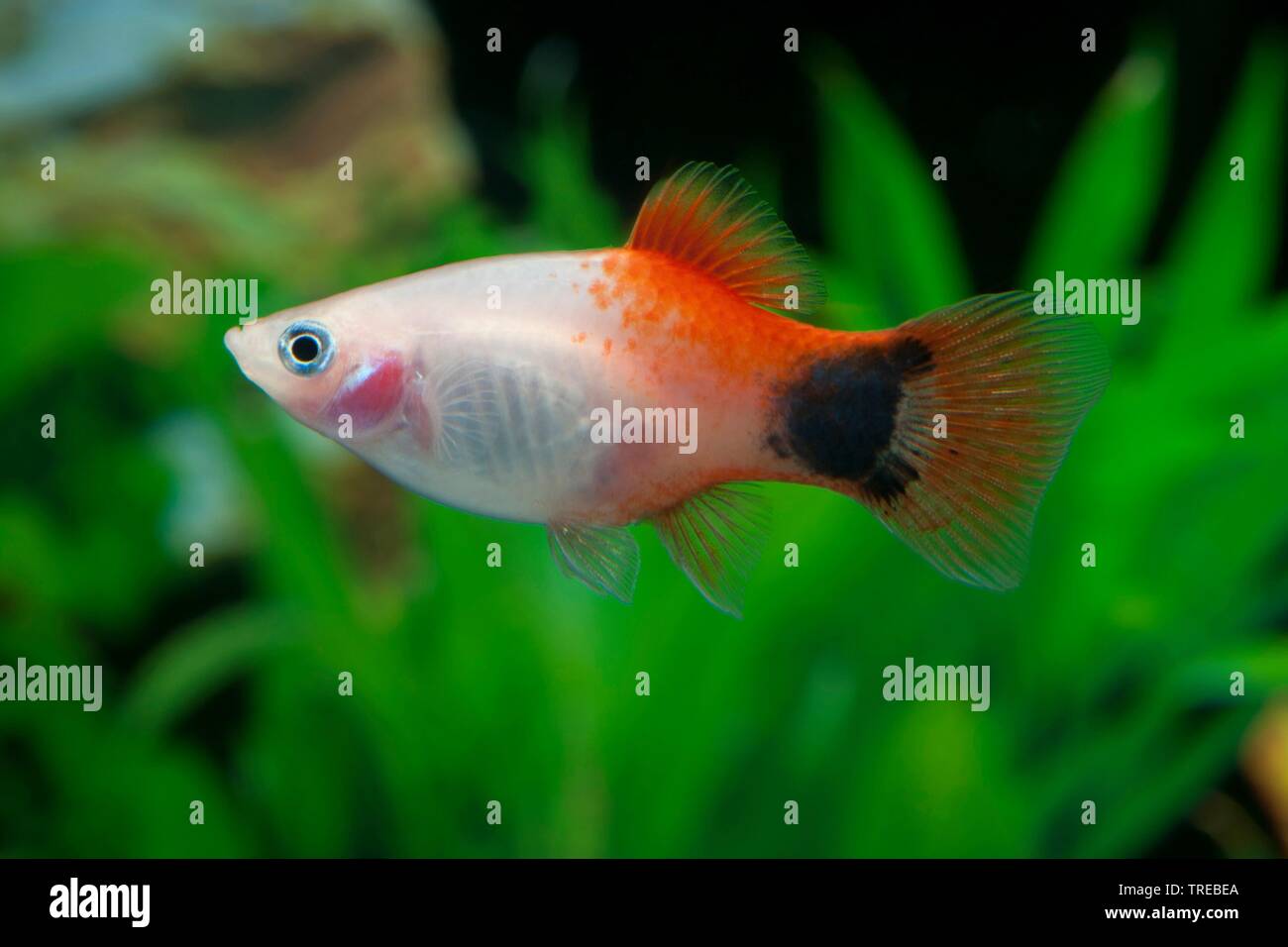 Platyfish Xiphophorus maculatus (sud), sous forme de reproduction Micky Mouse Pink Banque D'Images