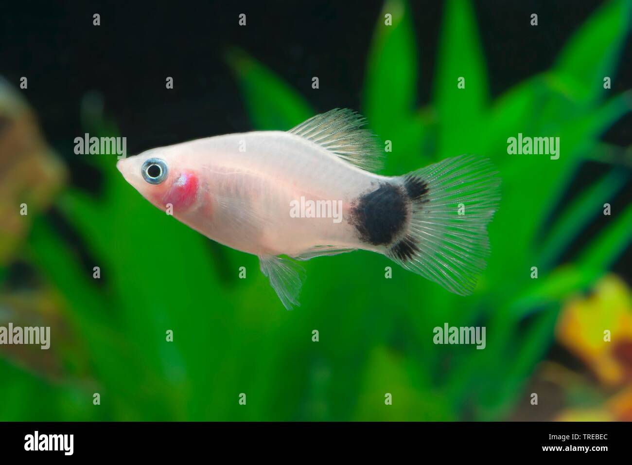 Platyfish Xiphophorus maculatus (sud), sous forme de reproduction Micky Mouse Banque D'Images