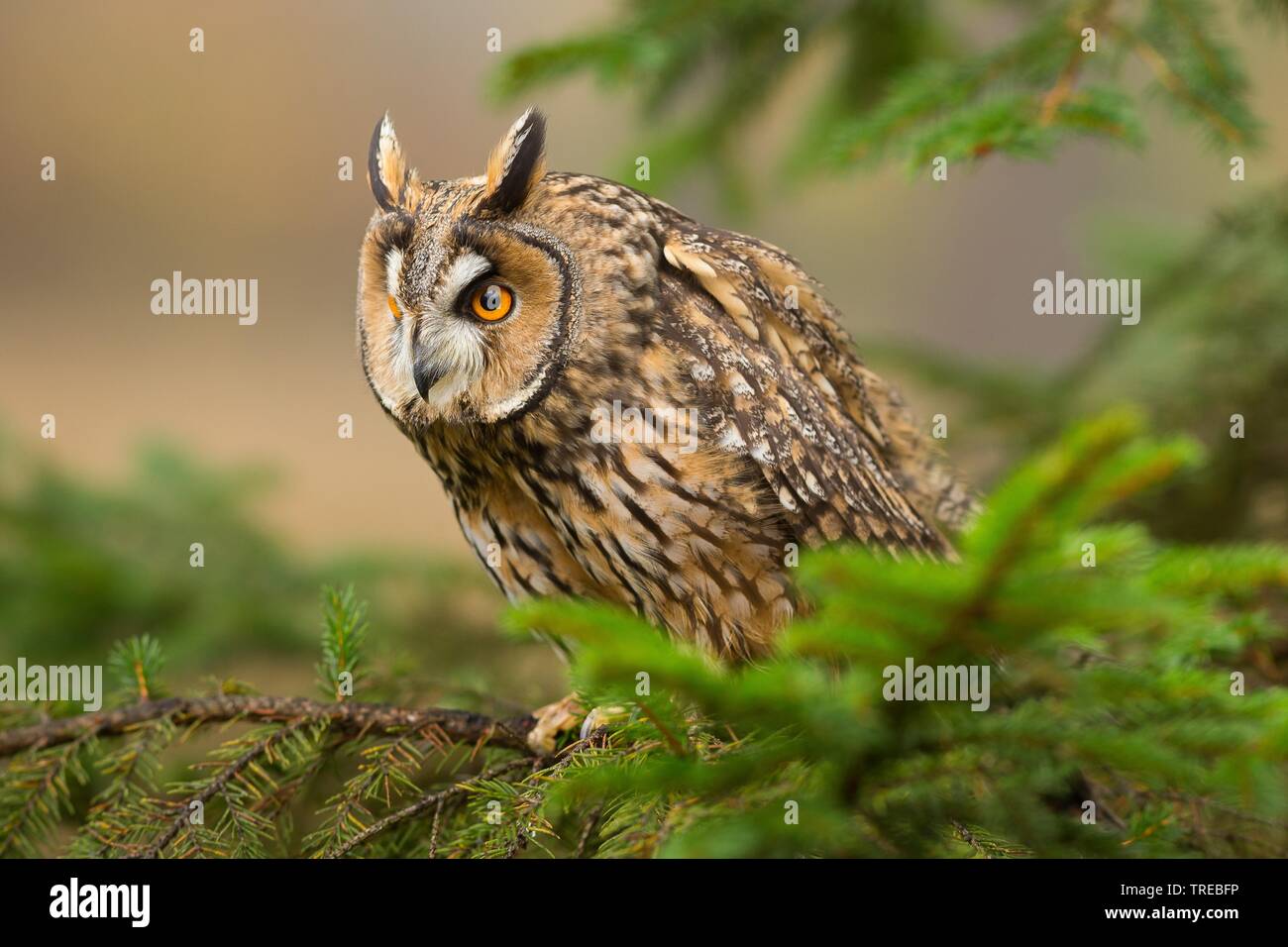 Long-eared Owl (Asio otus), assis sur une branche, République Tchèque Banque D'Images