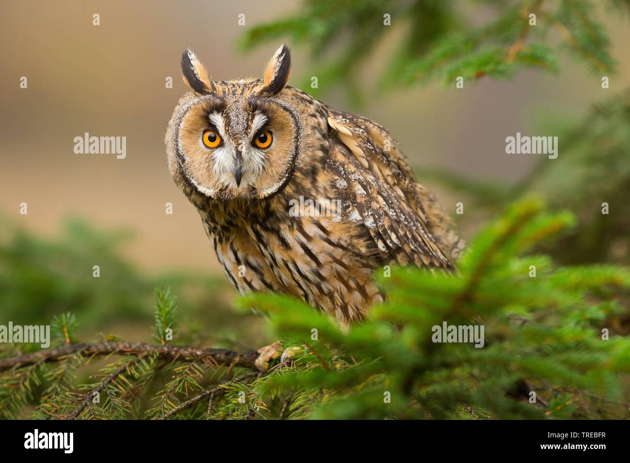 Long-eared Owl (Asio otus), assis sur une branche, République Tchèque Banque D'Images