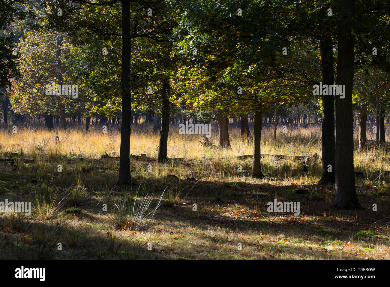 Kalmthoutse Heath en automne, Pays-Bas, Brabant, Grenzpark Kalmthoutse Heide Banque D'Images