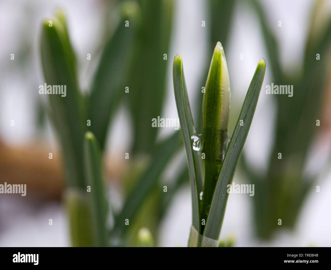 Snowdrop Galanthus nivalis (commune), en bouton dans la neige, Pays Bas, Hollande-du-Sud Banque D'Images