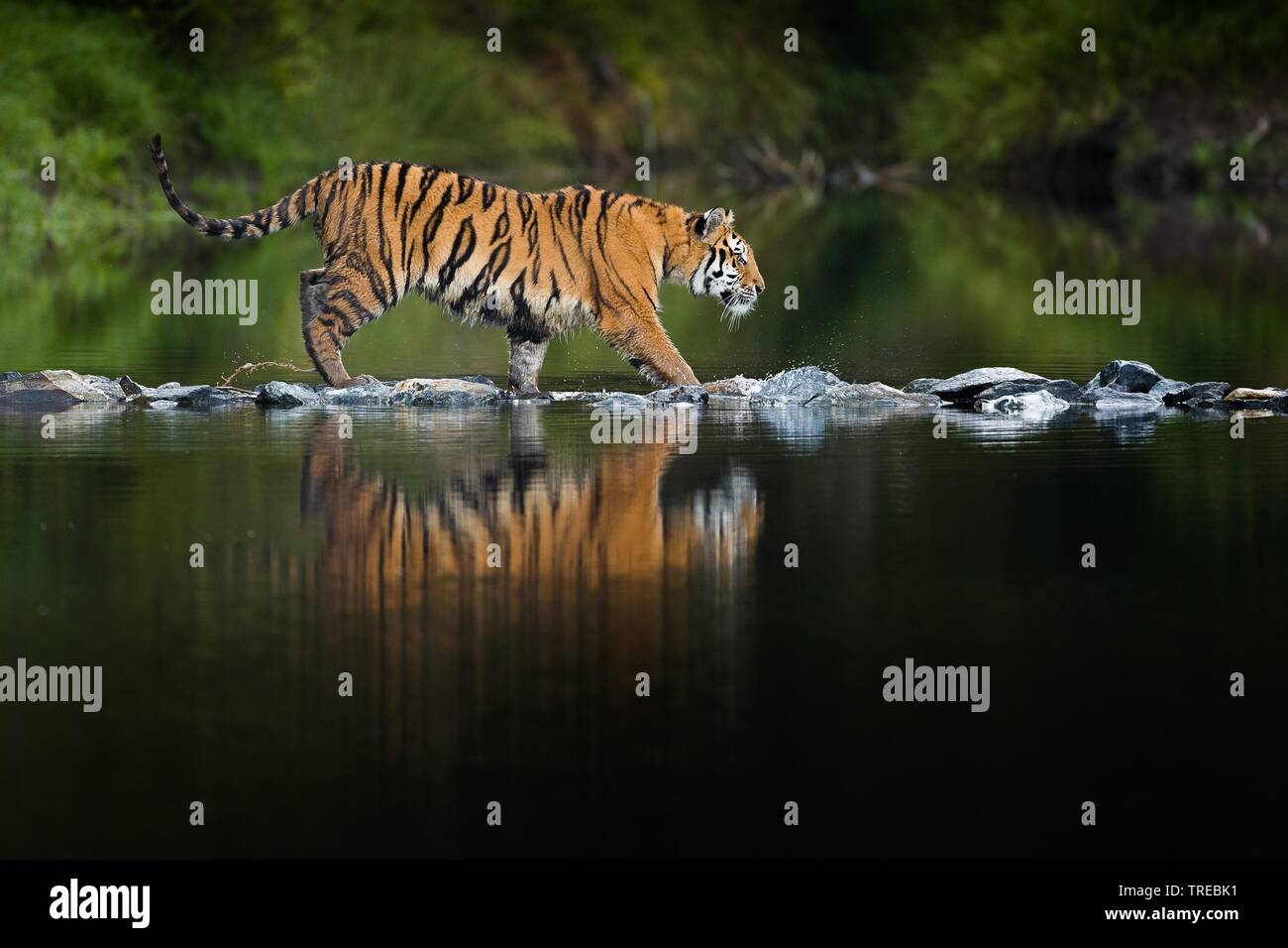 Tigre de Sibérie, Amurian tigre (Panthera tigris altaica), marche sur des pierres dans l'eau, République Tchèque Banque D'Images
