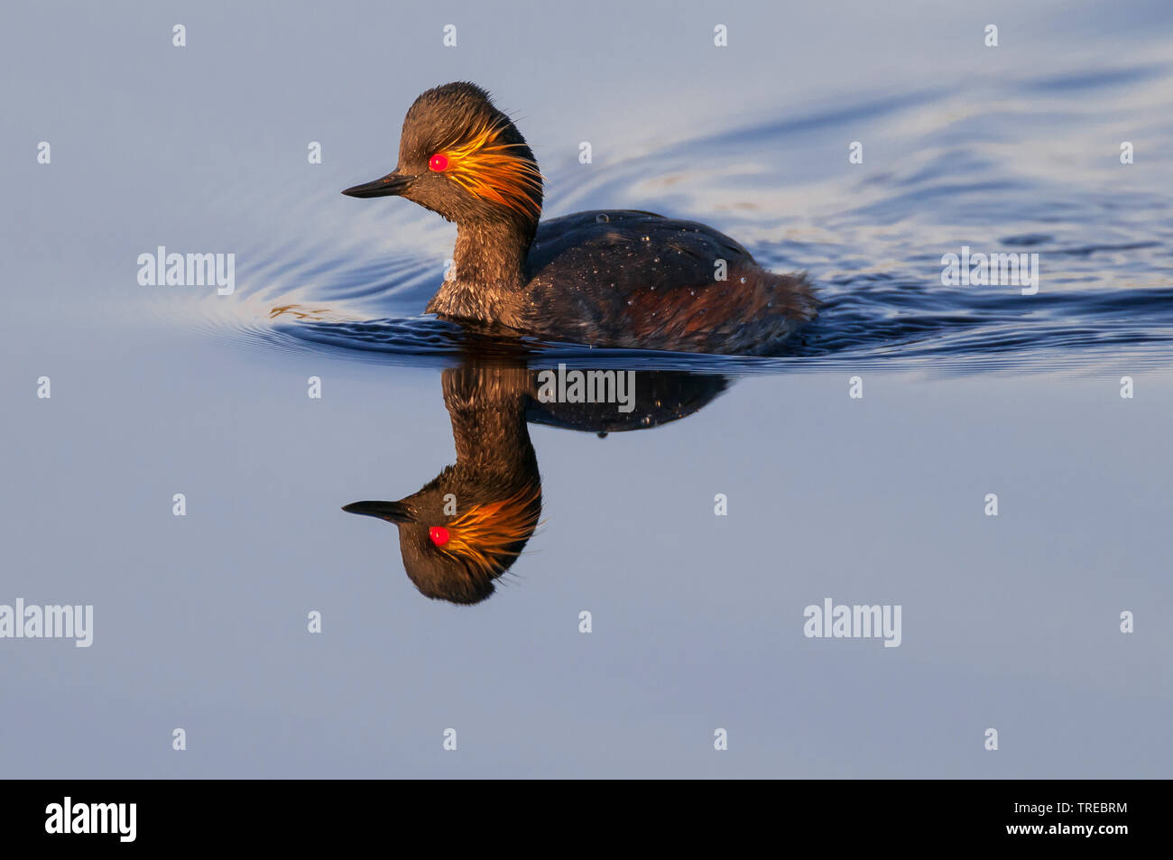 Grèbe à cou noir (Podiceps nigricollis), natation en plumage nuptial, vue de côté, l'ALLEMAGNE, Basse-Saxe Banque D'Images