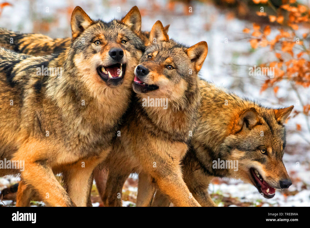 Le loup gris d'Europe (Canis lupus lupus), meute de loups en hiver, Finlande Banque D'Images
