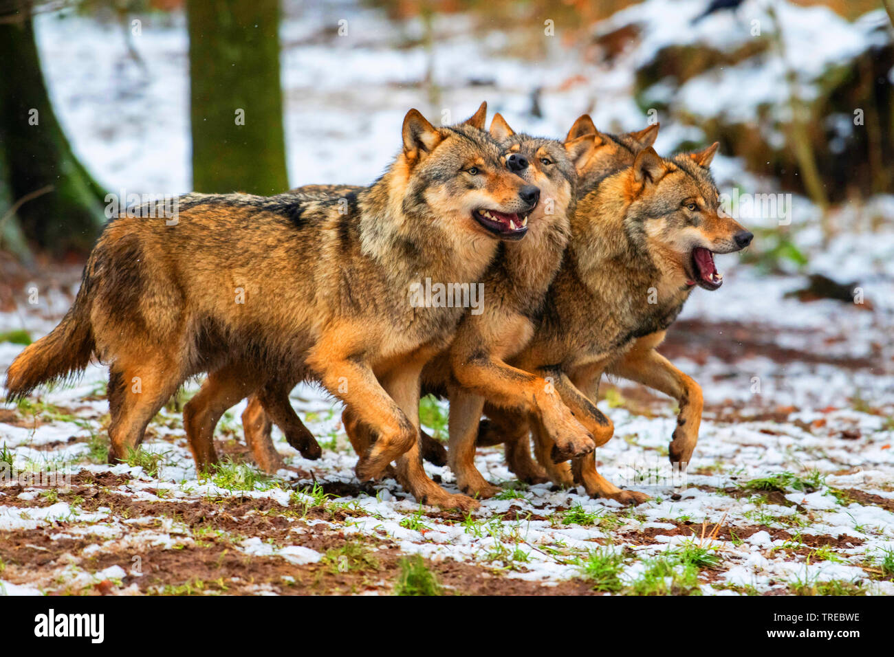 Le loup gris d'Europe (Canis lupus lupus), meute de loups, quatre loups en hiver, Finlande Banque D'Images