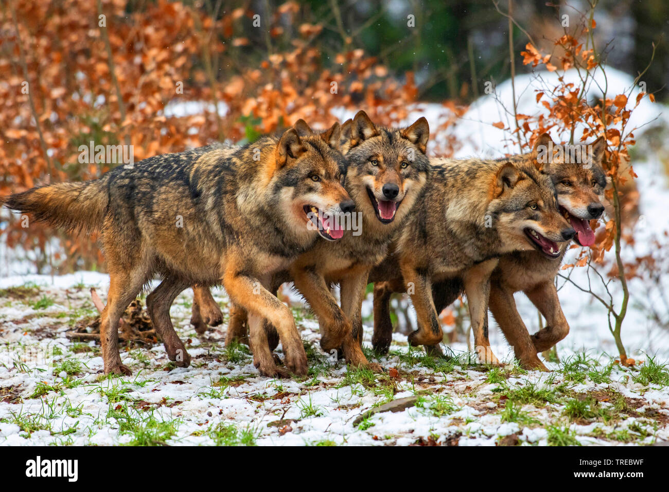 Le loup gris d'Europe (Canis lupus lupus), meute de loups, quatre loups en hiver, Finlande Banque D'Images