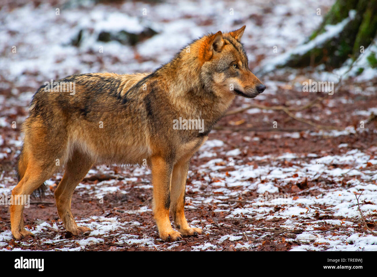 Le loup gris d'Europe (Canis lupus lupus), comité permanent en hiver, vue de côté, la Finlande Banque D'Images