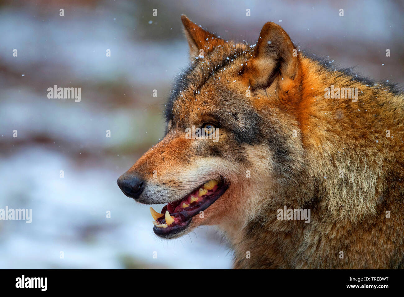 Le loup gris d'Europe (Canis lupus lupus), portrait, side view, Finlande Banque D'Images
