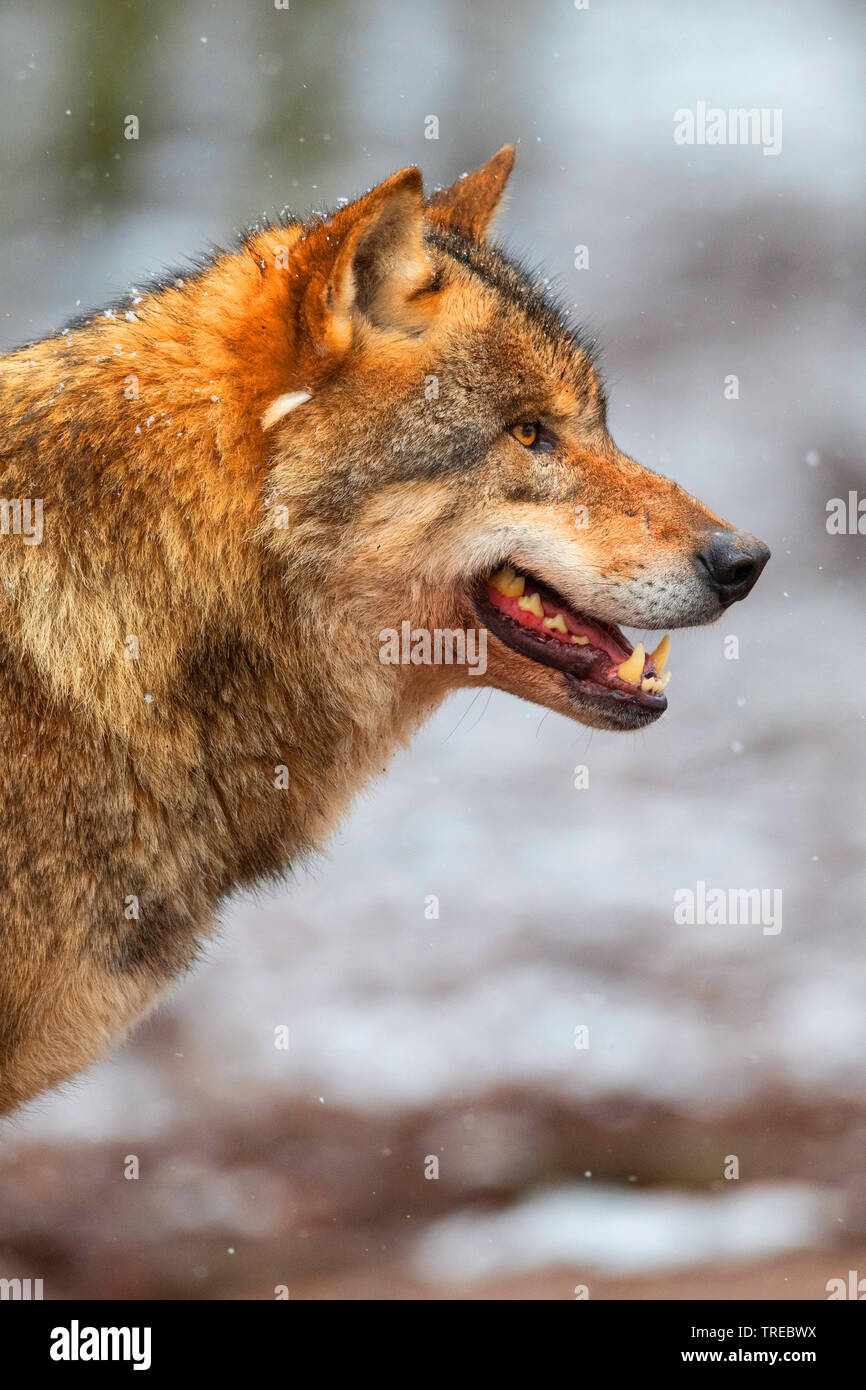 Le loup gris d'Europe (Canis lupus lupus), portrait, side view, Finlande Banque D'Images