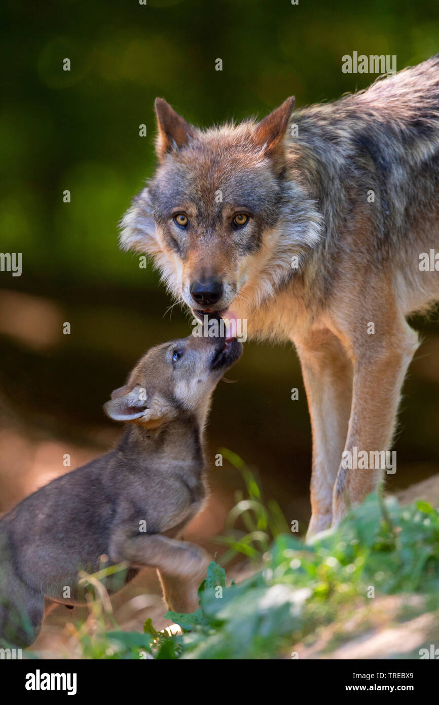 Le loup gris d'Europe (Canis lupus lupus), le loup femelle avec cub, Finlande Banque D'Images