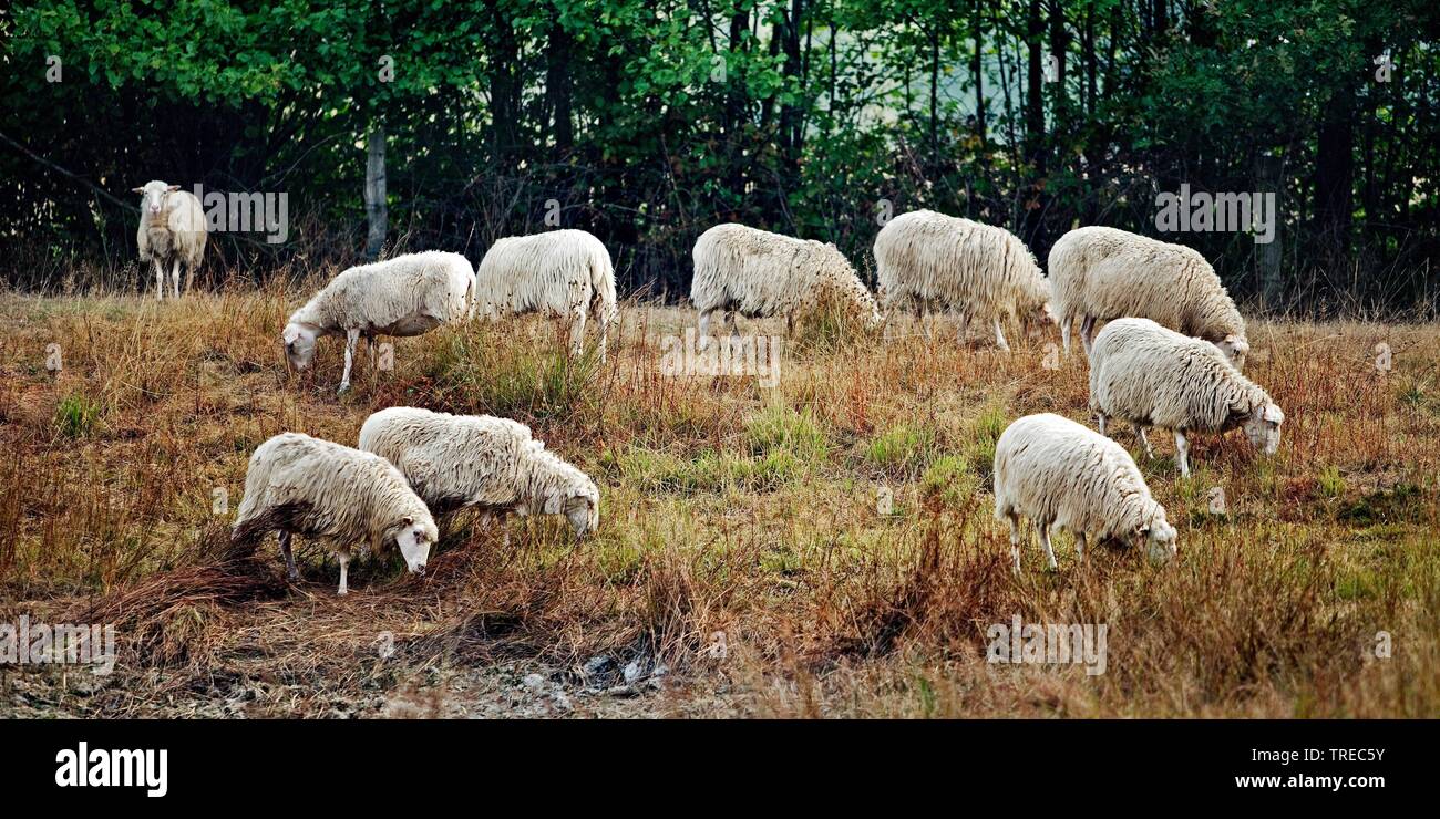 Le mouton domestique (Ovis ammon f. bélier), le pâturage des moutons dans la réserve naturelle Zwillbrocker Venn, Allemagne, Rhénanie du Nord-Westphalie, région de Münster, Vreden Banque D'Images