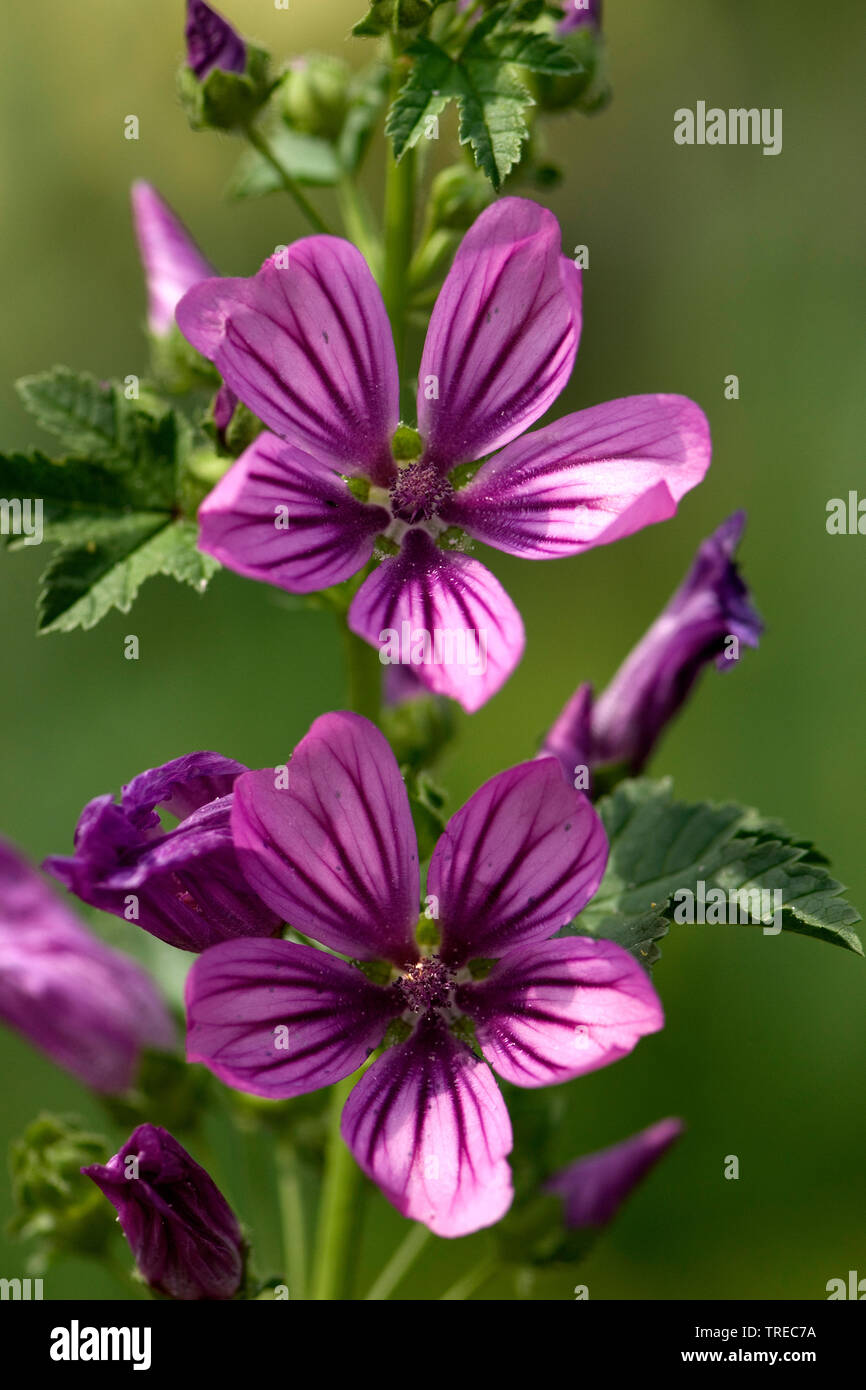 Mauve commune, mauve, bleu, mauve haut cheeseweed élevé (Malva sylvestris subsp. sylvestris), fleurs, Pays-Bas Banque D'Images