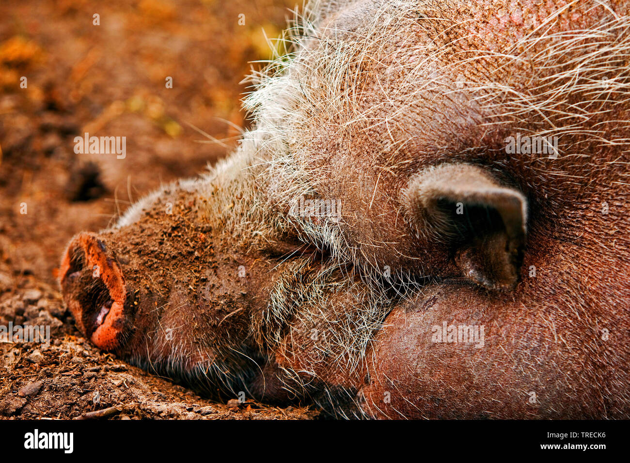 Vietnamese pot-bellied pig (Sus scrofa domestica) f. couchage, portrait, Allemagne Banque D'Images