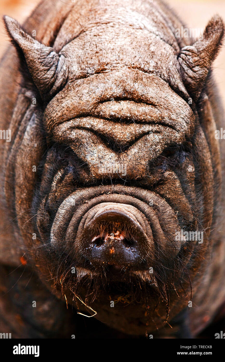 Vietnamese pot-bellied pig (Sus scrofa domestica) f., portrait, vue de face, l'Allemagne, Rhénanie du Nord-Westphalie Banque D'Images