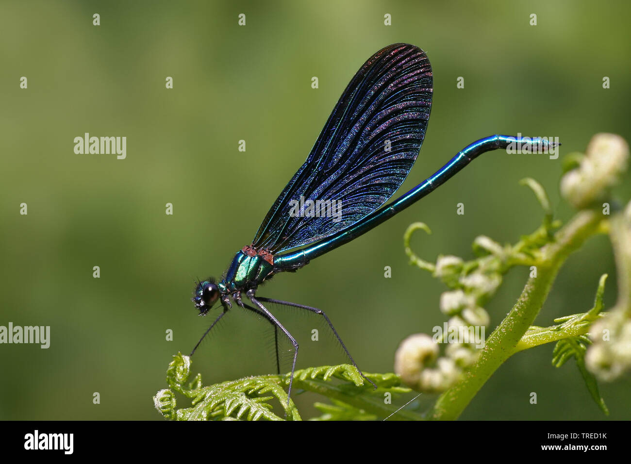 Bluewing, demoiselle agrion (Calopteryx virgo), homme assis sur une usine, vue latérale, Pays-Bas Banque D'Images