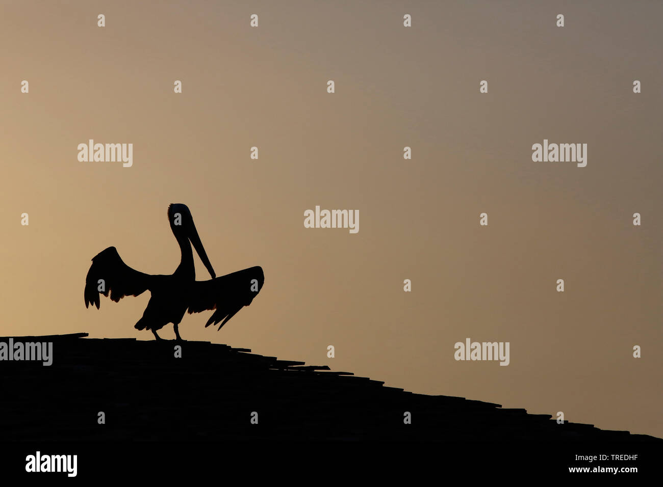 Pélican brun (Pelecanus occidentalis), silhouette dans la lumière du soir, Curacao Banque D'Images