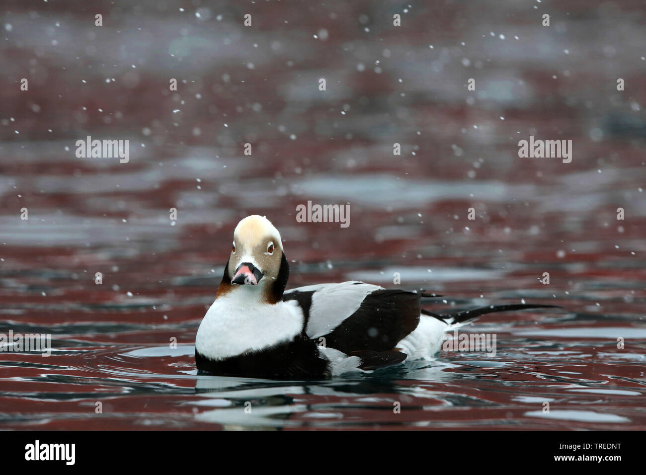 Le Harelde kakawi (Clangula hyemalis), natation homme à neige, la Norvège, l'île de Varanger Banque D'Images