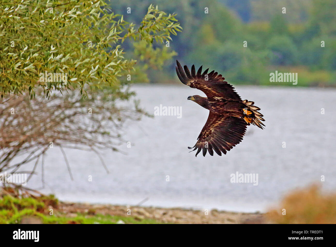 Pygargue à queue blanche (Haliaeetus albicilla), en vol, Allemagne Banque D'Images