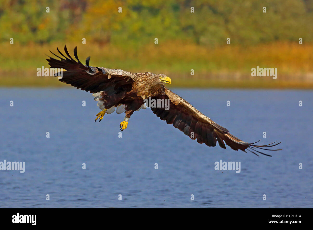 Pygargue à queue blanche (Haliaeetus albicilla), en vol, Allemagne Banque D'Images