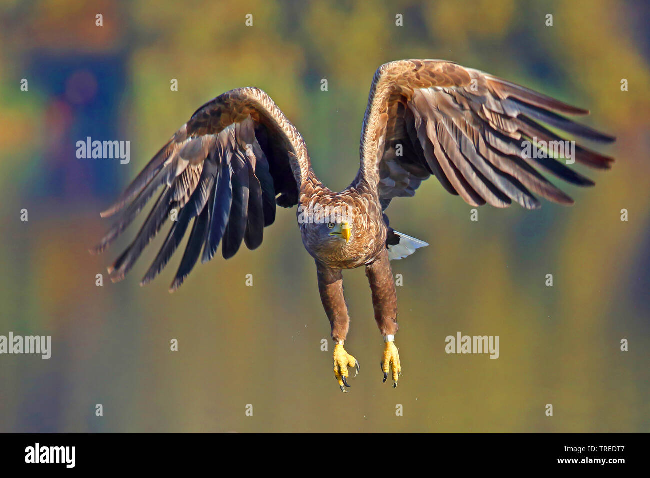 Pygargue à queue blanche (Haliaeetus albicilla), en vol, Allemagne Banque D'Images