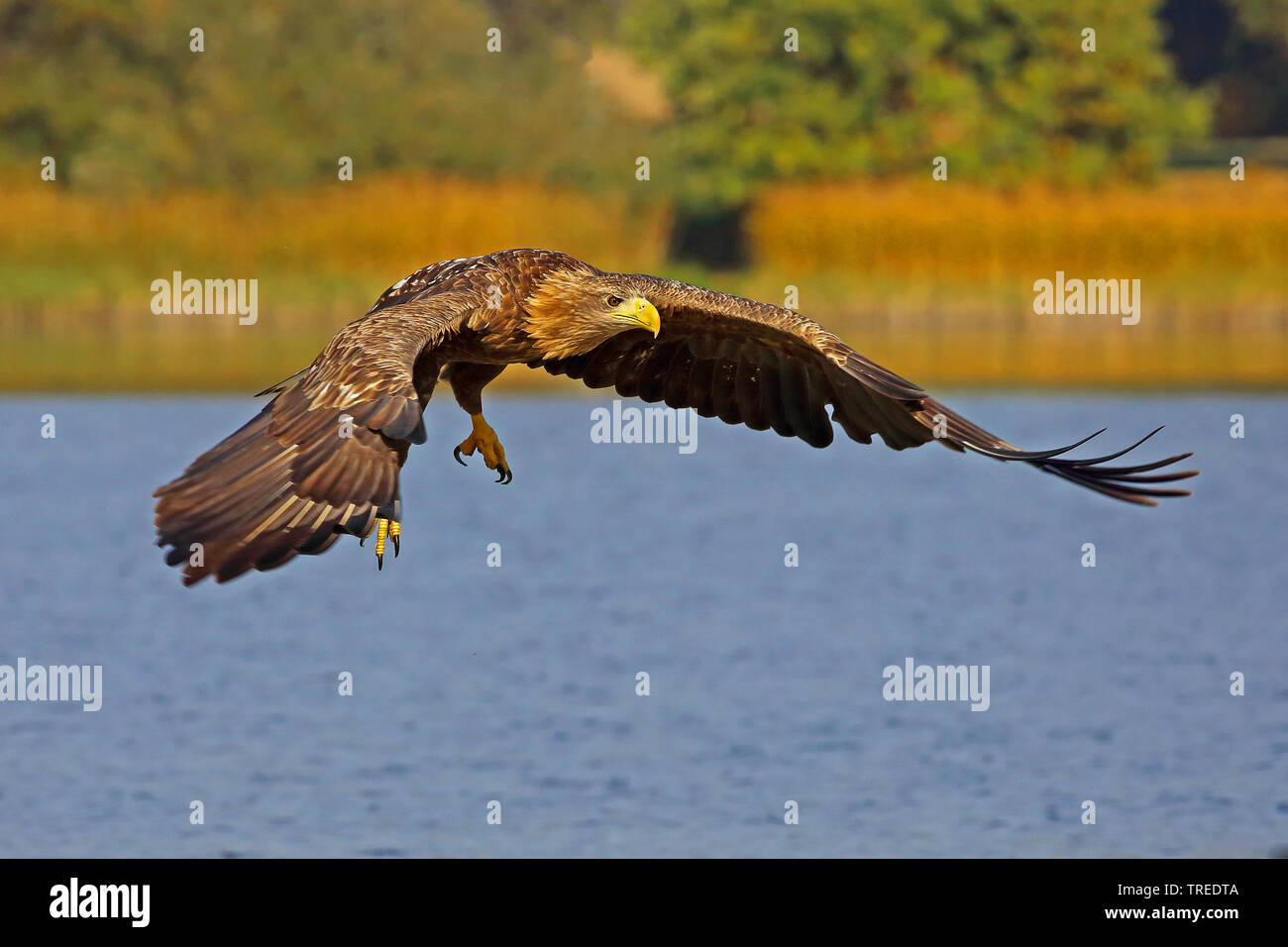 Pygargue à queue blanche (Haliaeetus albicilla), en vol, Allemagne Banque D'Images