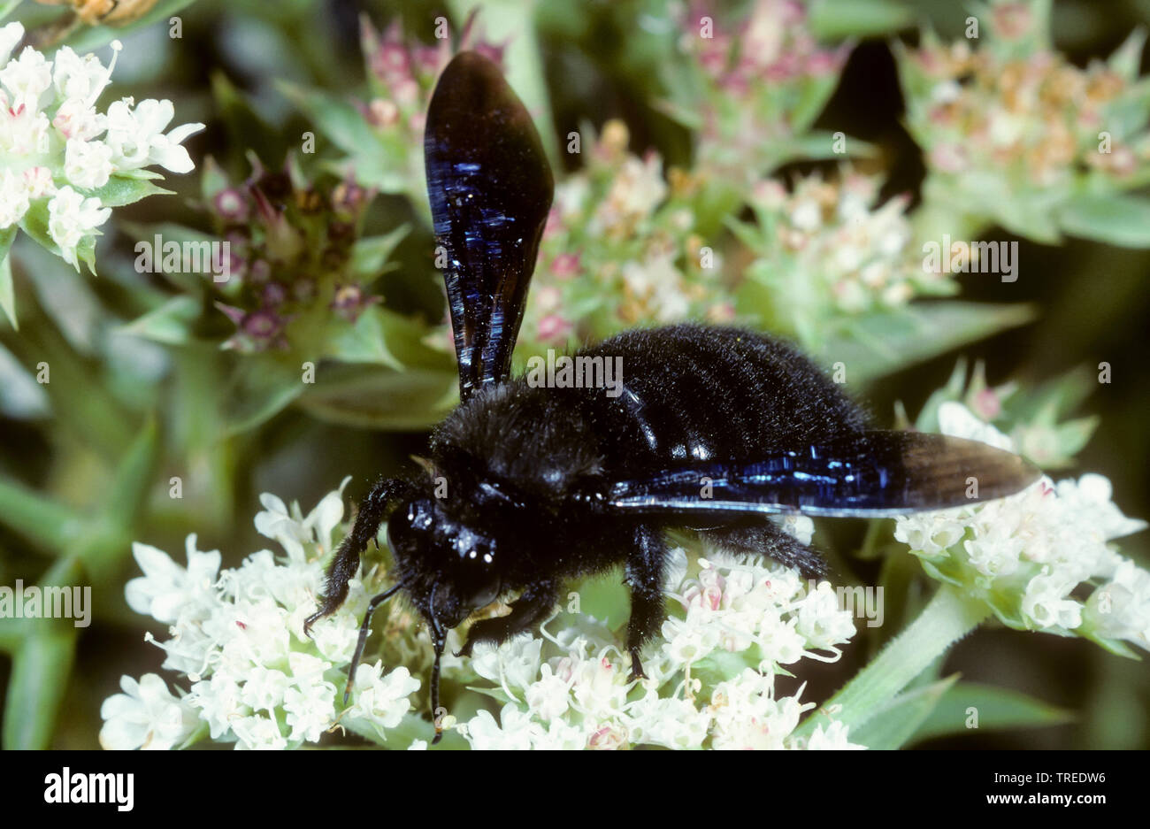 Violet abeille charpentière (Xylocopa violacea), homme sur les fleurs, Allemagne Banque D'Images