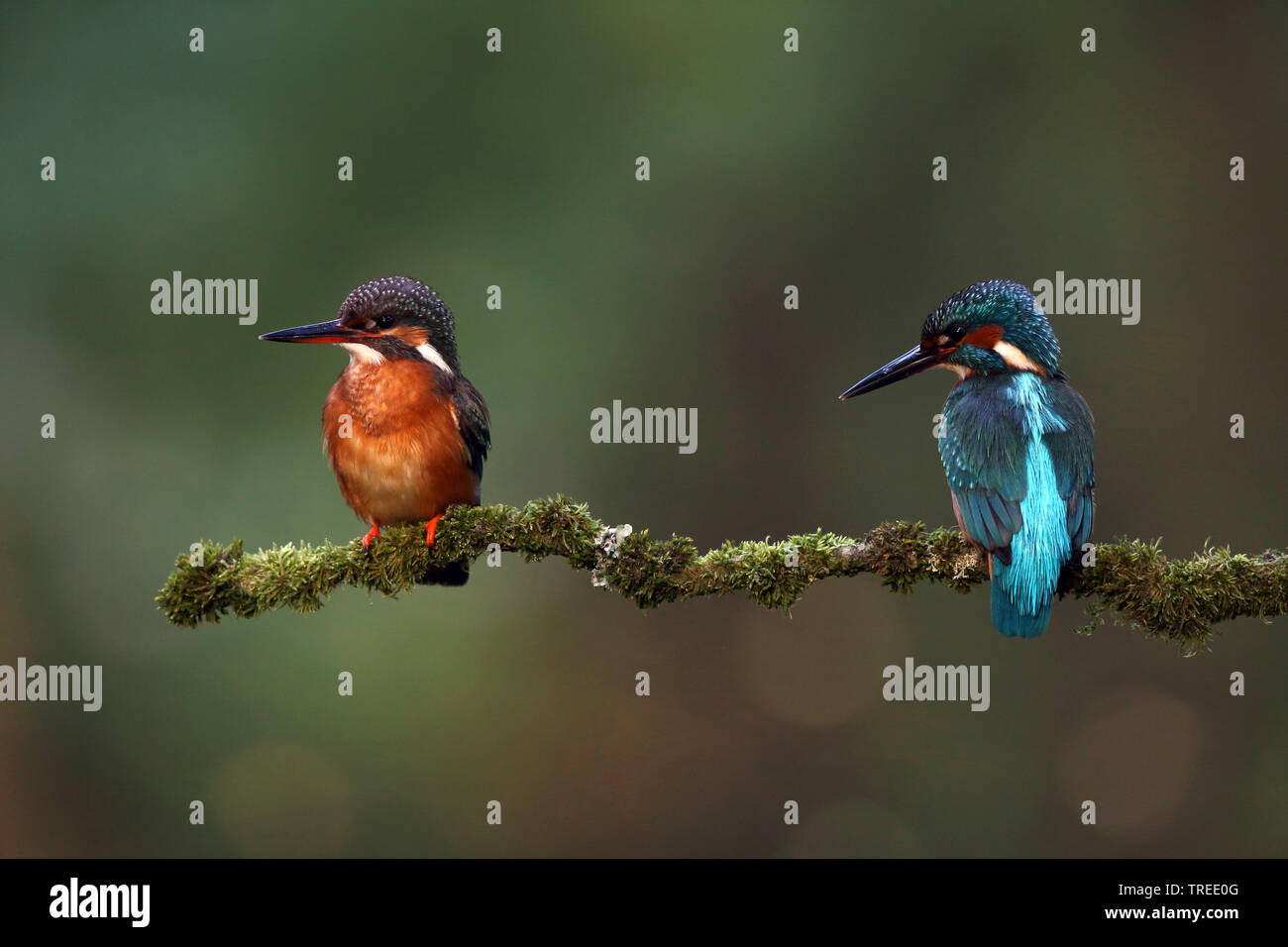 River Kingfisher (Alcedo atthis), couple, Pays-Bas, Gueldre Banque D'Images