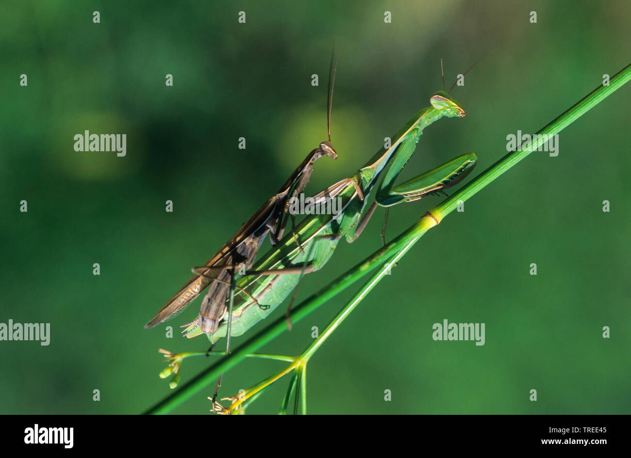 La prédation européenne (Mantis religiosa mantis), la copulation, Allemagne Banque D'Images