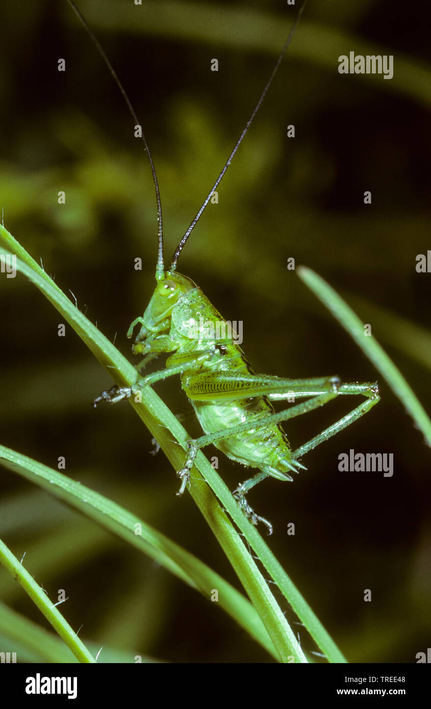 Grand Green Bush-Cricket, Green Bush-Cricket (Tettigonia viridissima), femme, larve de 4e stade de développement, série photo 4/7, Allemagne Banque D'Images