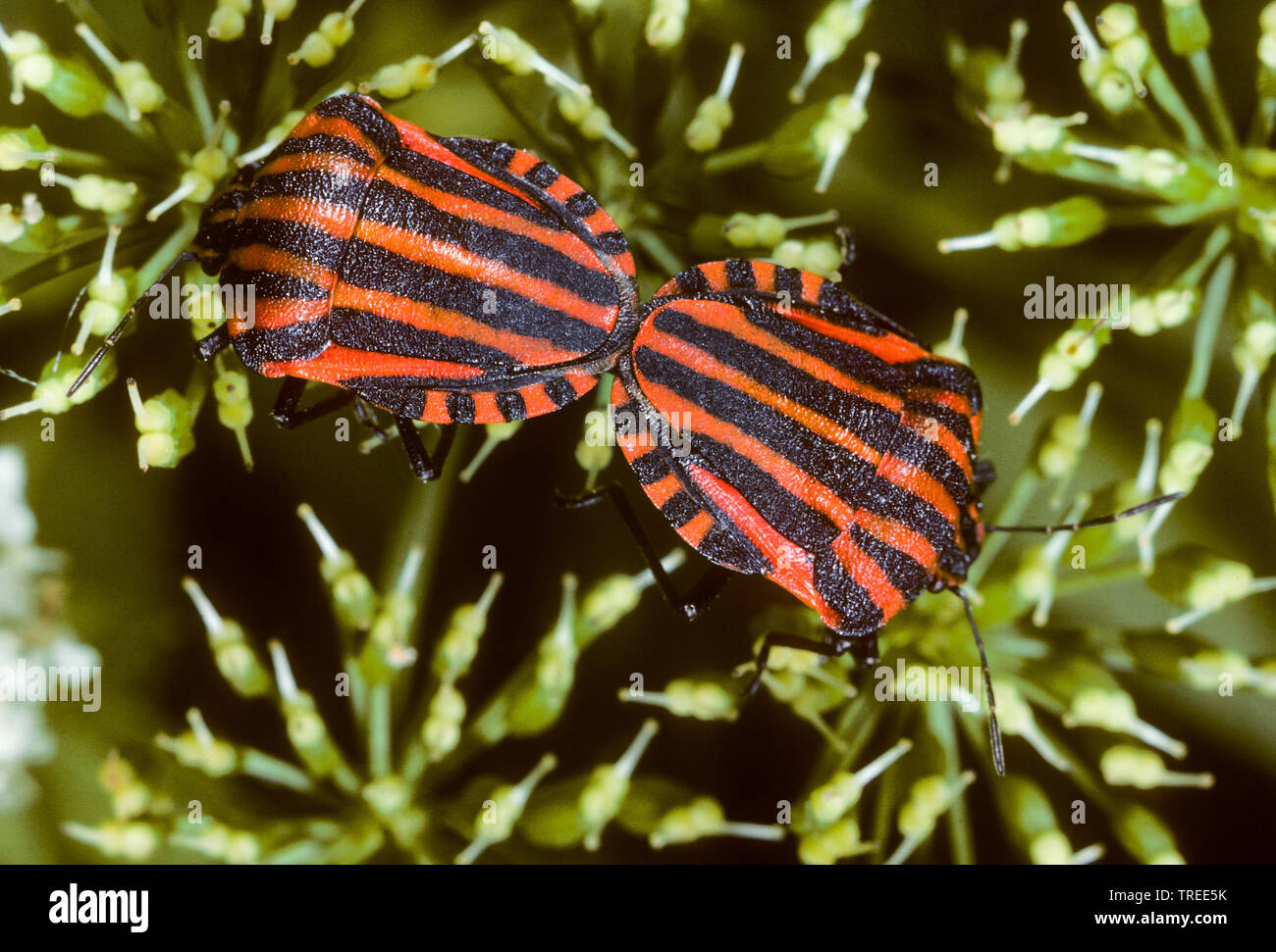 Striped-Bug italien, Minstrel (Graphosoma lineatum, Bug Graphosoma italicum), la copulation, Allemagne Banque D'Images