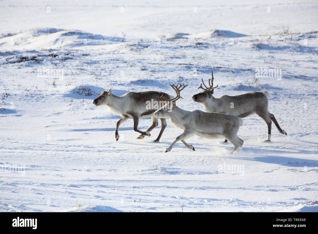 Renne européen, le caribou (Rangifer tarandus tarandus), trois en marche des rennes dans la neige, vue de côté, la Norvège, l'île de Varanger Banque D'Images