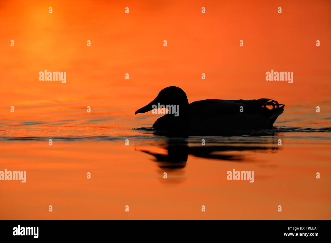 Le Canard colvert (Anas platyrhynchos), sur l'eau au coucher du soleil, Pays-Bas, Hollande-du-Sud Banque D'Images