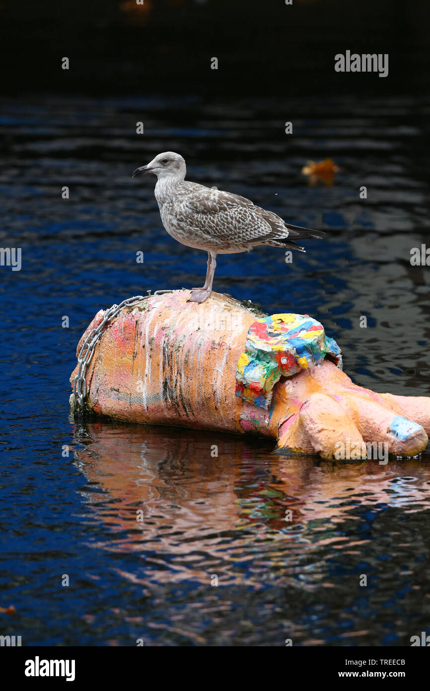 Goéland argenté (Larus argentatus), jeune oiseau en plumage immature se percher sur une piscine d'art, vue latérale, Pays-Bas, Rotterdam, Hollande du Sud Banque D'Images