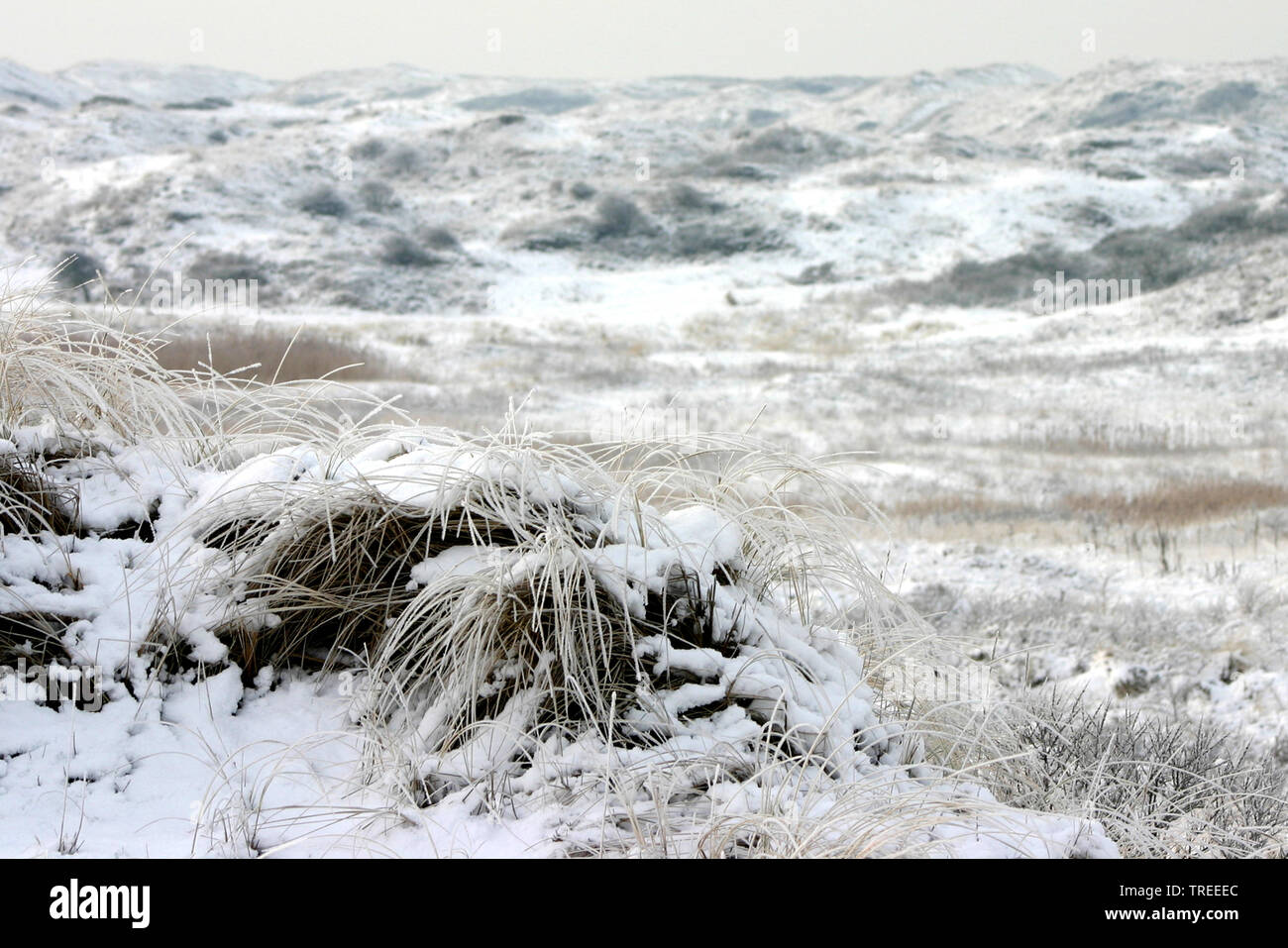 Dunes de Berkheide près de Katwijk couvert par la neige, Pays-Bas Banque D'Images