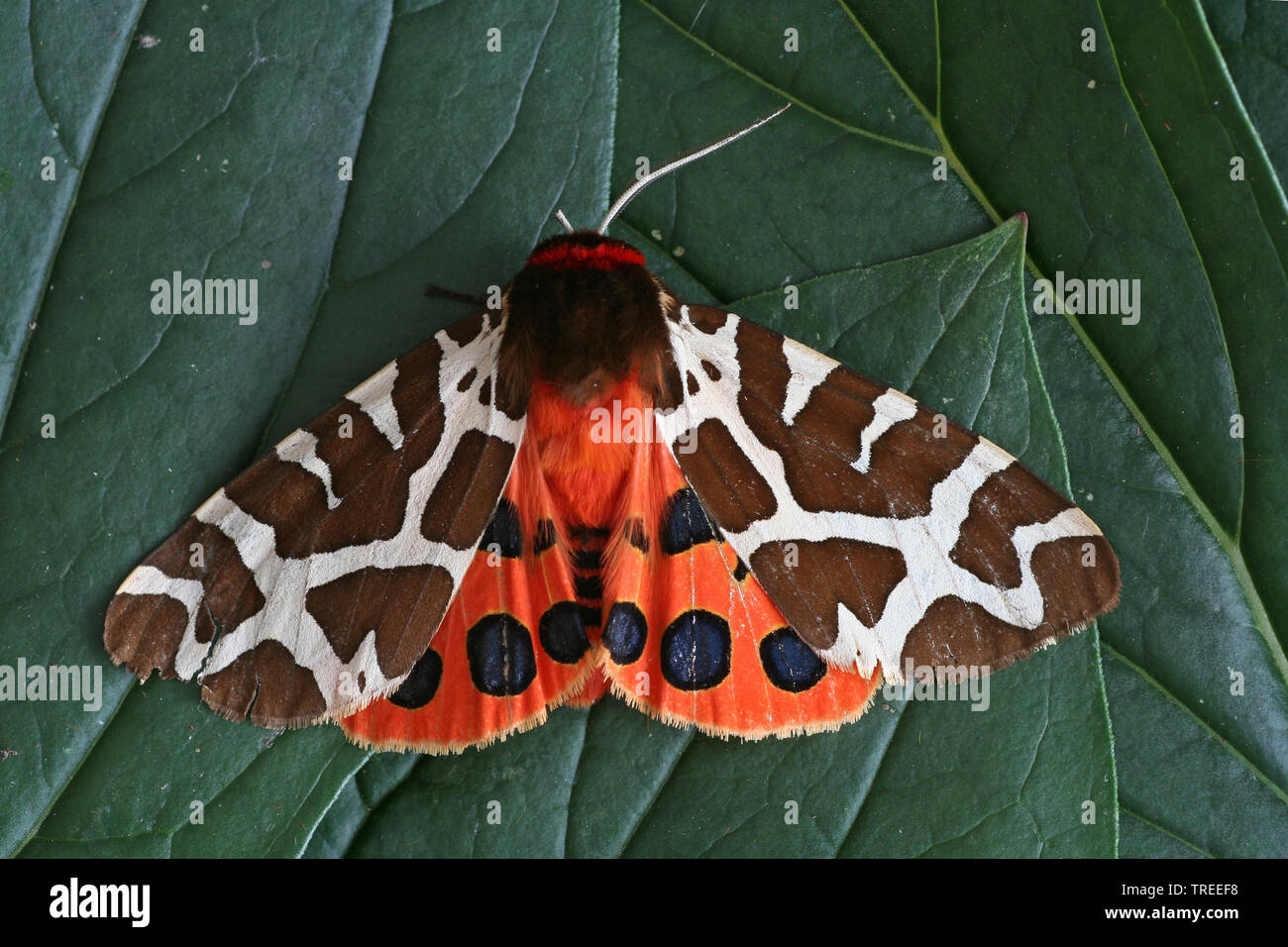 Jardin Tiger Moth, Great Tiger Moth (Arctia caja), se trouve sur une feuille, Pays-Bas Banque D'Images