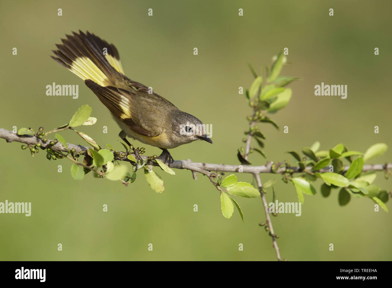 La paruline flamboyante (Setophaga ruticilla), femelle sur une branche Banque D'Images