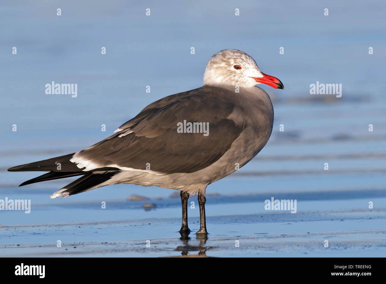 L'Heermann Gull (Larus heermanni), debout dans l'eau, États-Unis, Californie Banque D'Images