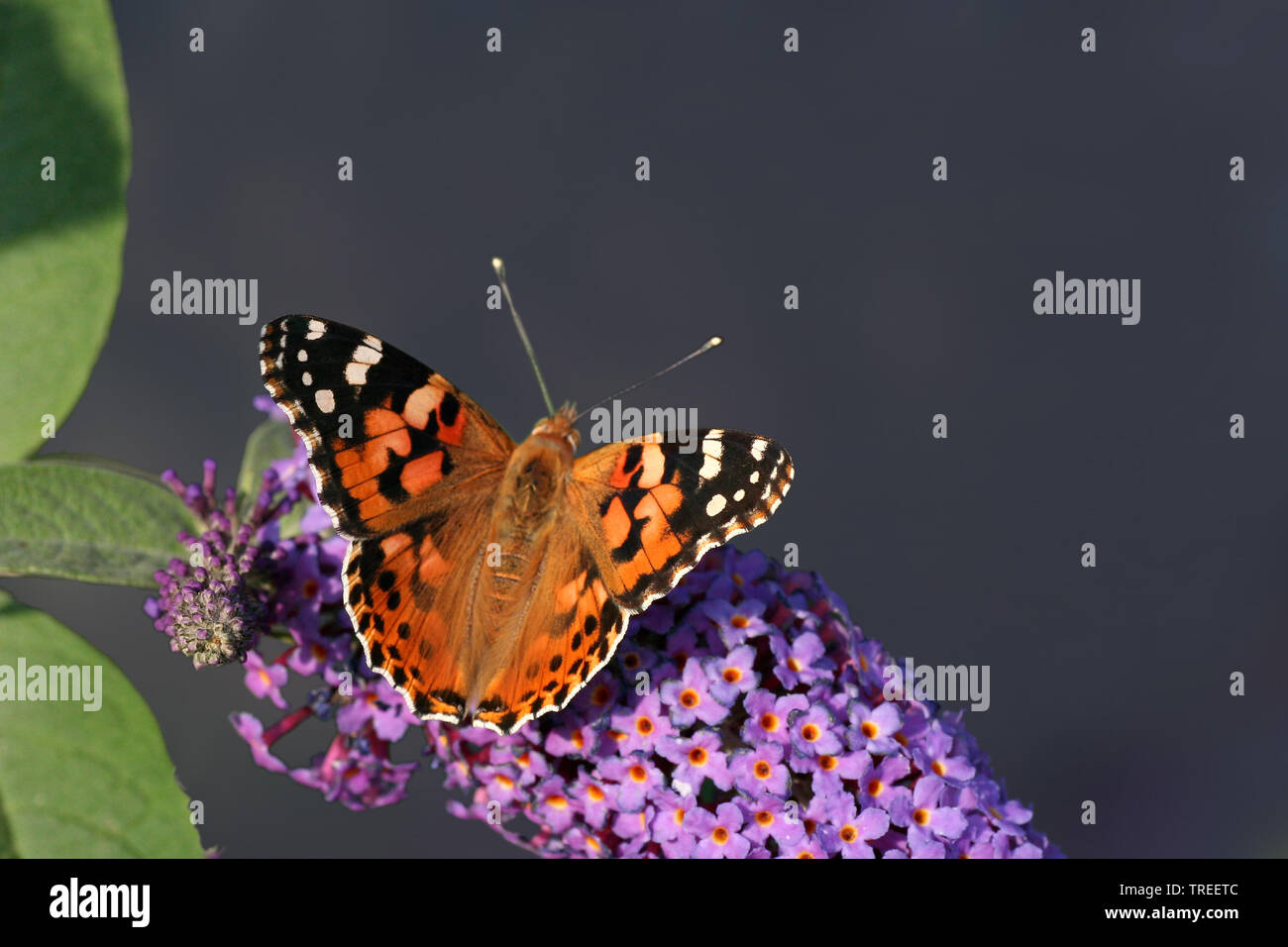 La belle dame (Cynthia cardui, Vanessa cardui, Pyrameis cardui), sur un arbre aux papillons, vue de dessus, Pays-Bas Banque D'Images