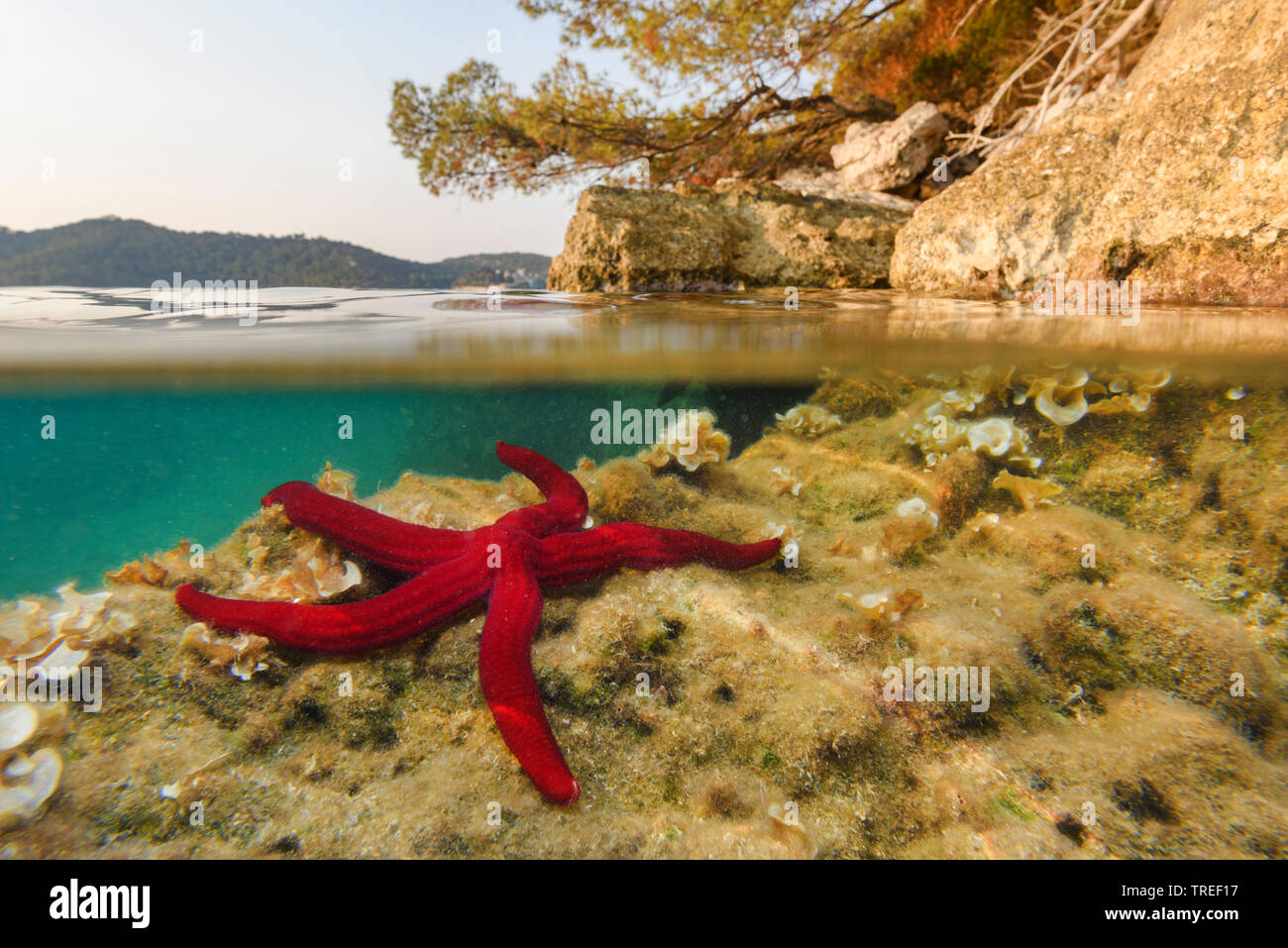 Étoile de mer pourpre Ophidiaster ophidianus (), sous l'eau à le Parc National de Mljet, Croatie, le Parc National de Mljet Banque D'Images