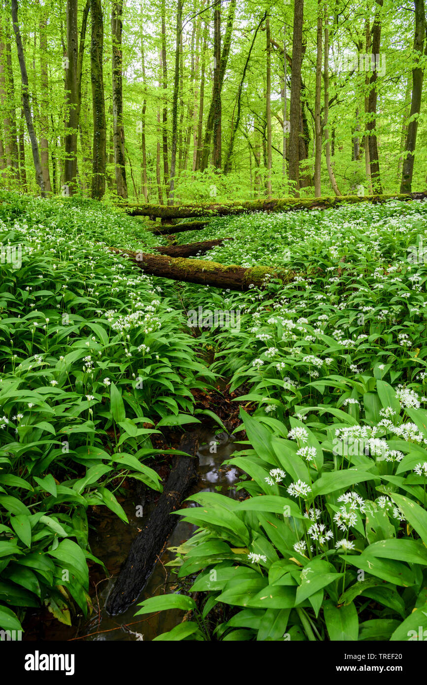 Ramson, buckrams, ail sauvage, l'ail des bois, ail des ours, ail des bois, ail des ours (Allium ursinum), qui fleurit dans une forêt, Allemagne Banque D'Images