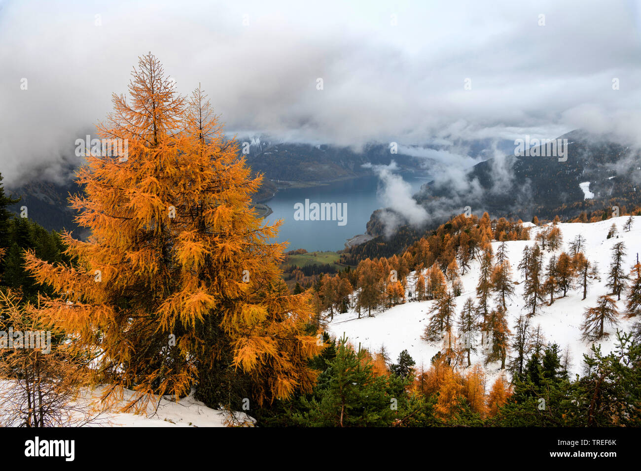 Le mélèze commun européen, mélèze (Larix decidua, Larix europaea), de mélèzes aux couleurs de l'automne en face de lac couvert de nuages, Reschen Germany Banque D'Images