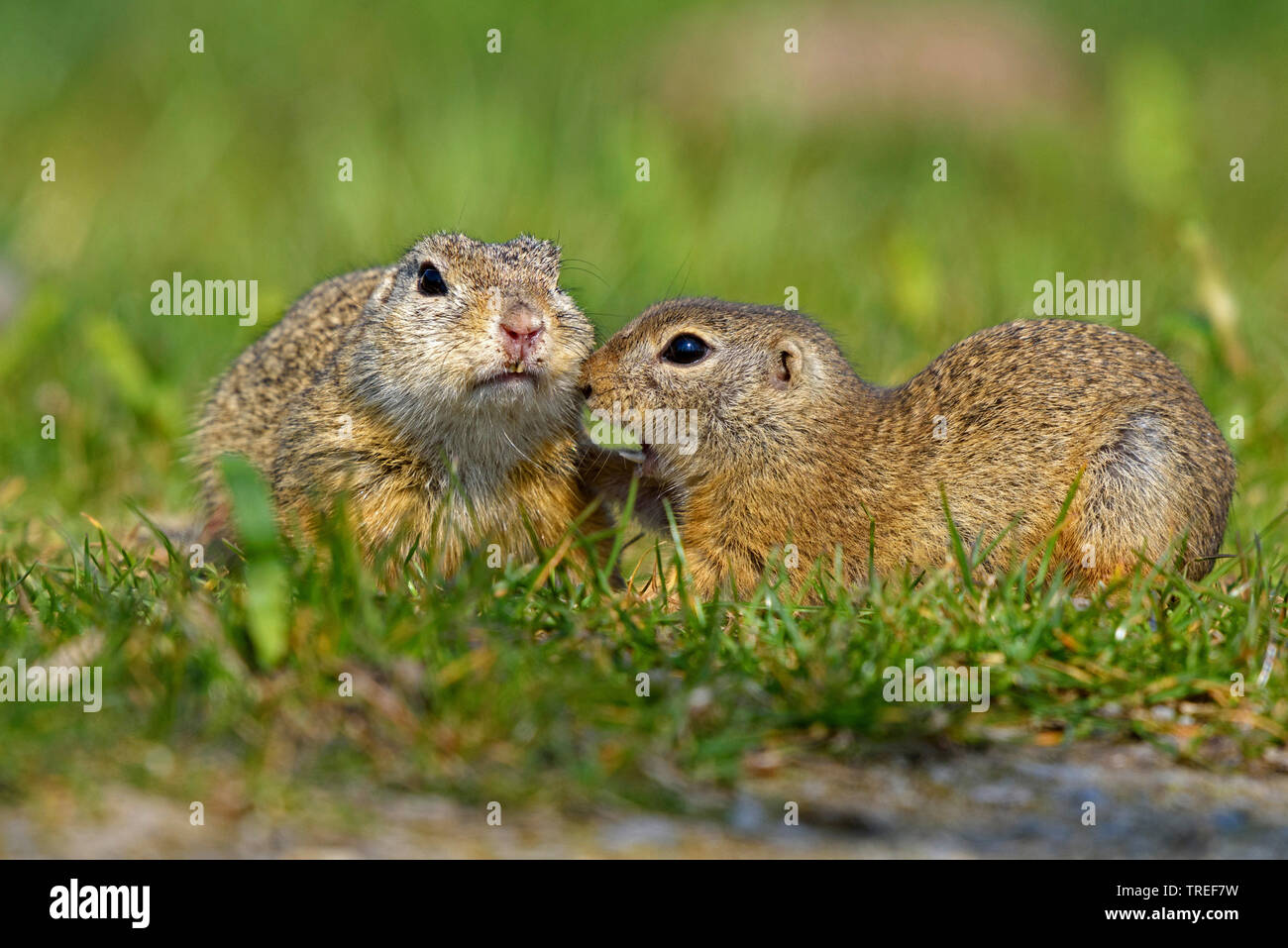 Spermophile européenne, European suslik, souslik d'Europe (Spermophilus citellus Citellus citellus,), l'inhalation de mâle à une femelle, l'Autriche, Burgenland, le parc national de Neusiedler See Banque D'Images